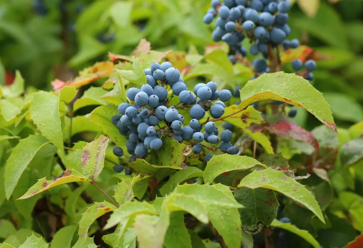 Mahonia pospolita