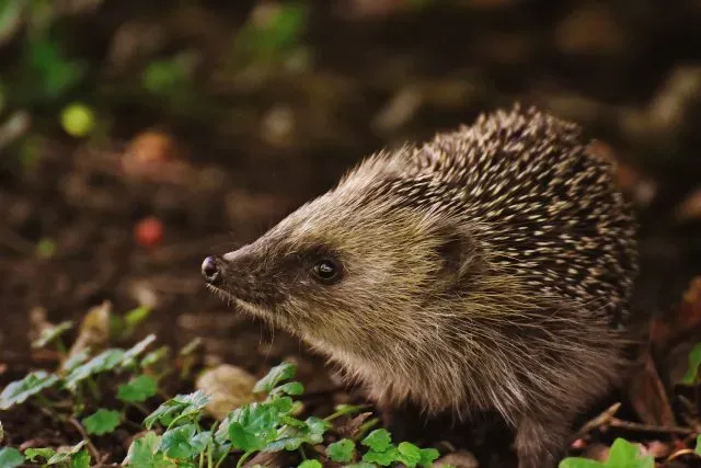 Jeż w ogrodzie - co oznacza obecność tych stworzeń?